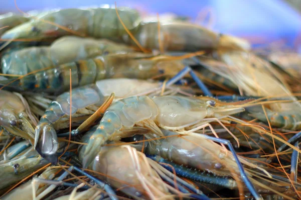 Udang segar di pasar — Stok Foto