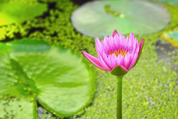 Lotus růžová fialová v přírodě — Stock fotografie