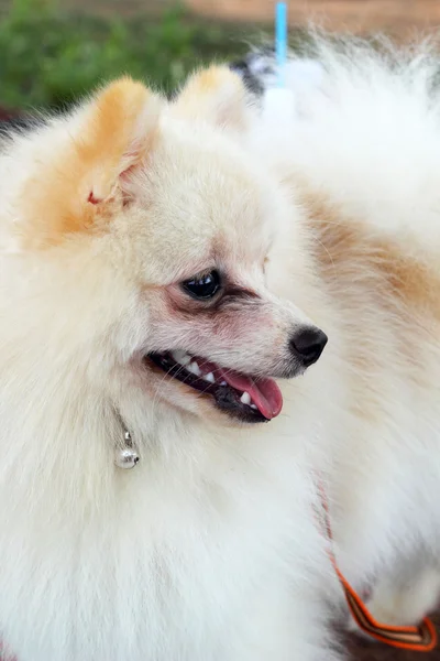 Portrait of a pomeranian dog — Stock Photo, Image