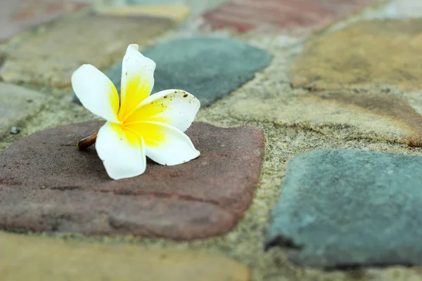 Frangipani fiore bellezza su pietra — Foto Stock