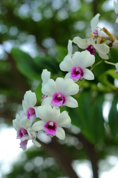 Bílý fialová orchidej květina v přírodě — Stock fotografie