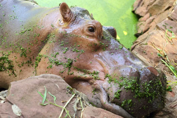 Hippo portrait in the nature — Stock Photo, Image