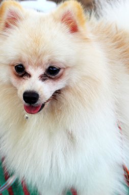 bir Pomeranya köpeği portresi