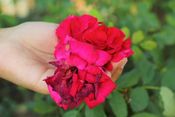 Rose rouge dans la main — Photo