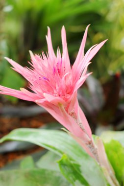 Bromeliad çiçekleri bahçede