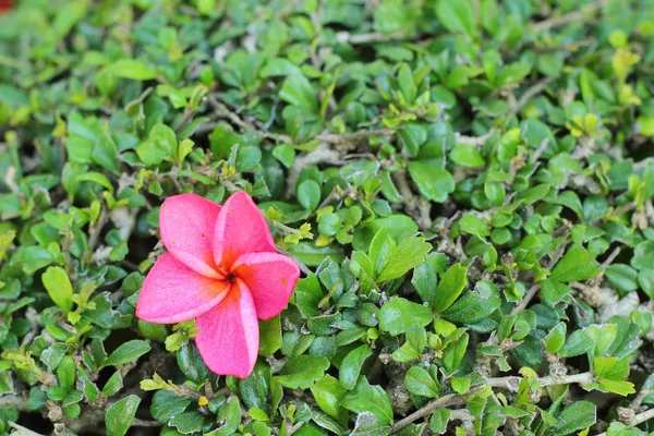 Pink frangipani flower on tree — Stock Photo, Image