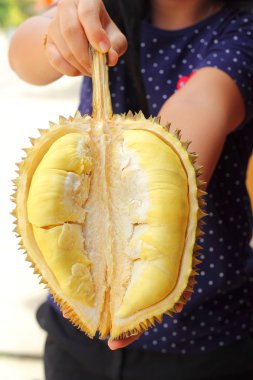 Durian meyvesi elinizin altında yenmeye hazır.
