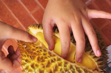 Durian meyvesi elinizin altında yenmeye hazır.