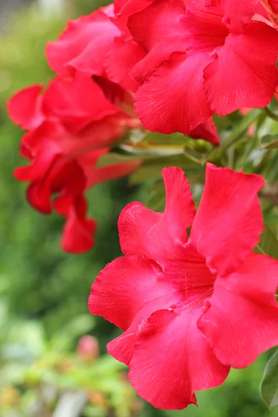 Close up of raindrops on pink impala lily — Stock Photo, Image