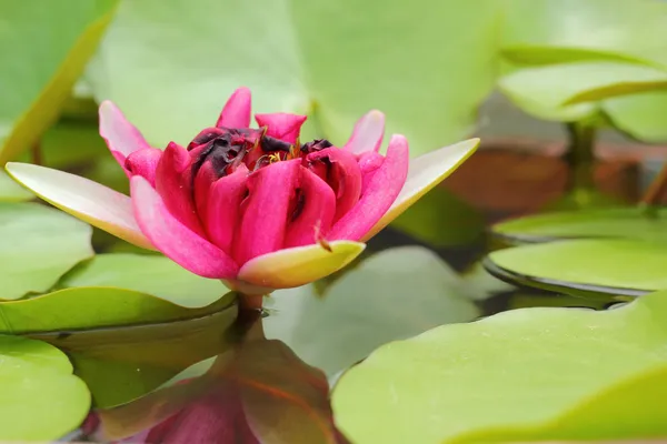 Rosa Lotusblüten in der Natur — Stockfoto