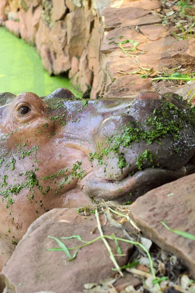 Nilpferd-Porträt in der Natur — Stockfoto