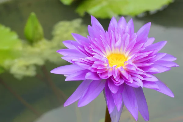 Purple lotus flowers in the nature — Stock Photo, Image