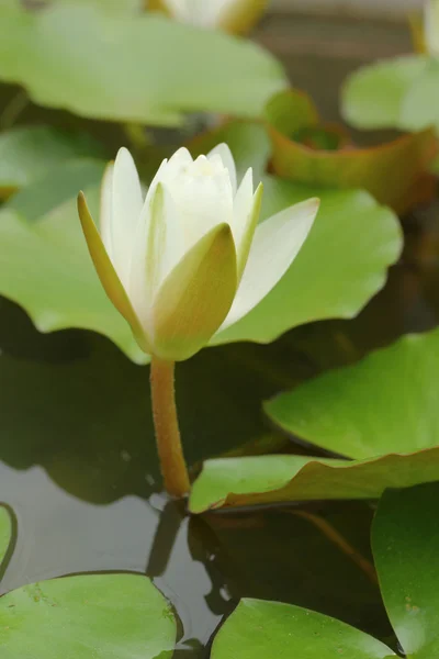 Fiori di loto bianco nella natura — Foto Stock