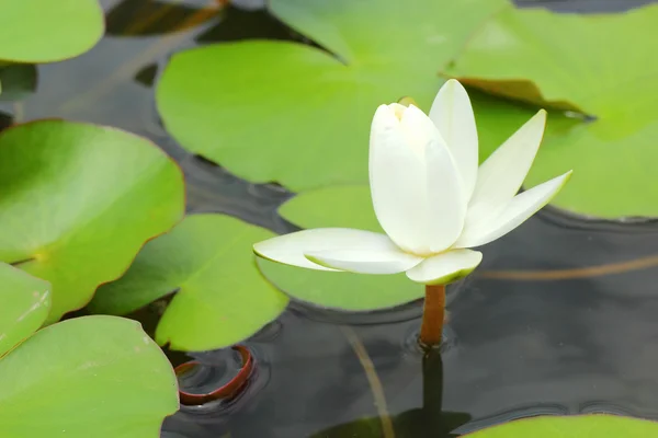 Fiori di loto bianco nella natura — Foto Stock