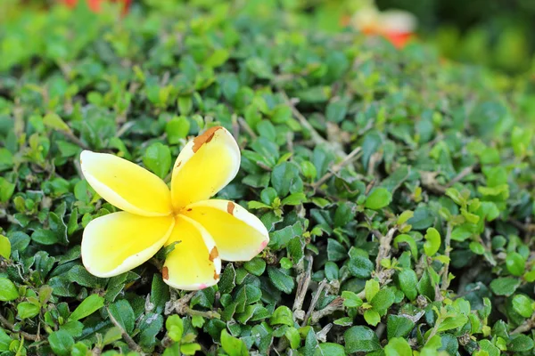 Frangipani flor beleza na árvore — Fotografia de Stock