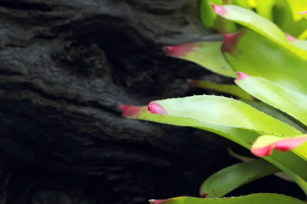 Felce verde nella natura — Foto Stock