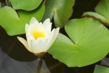 doğal beyaz lotus çiçekleri