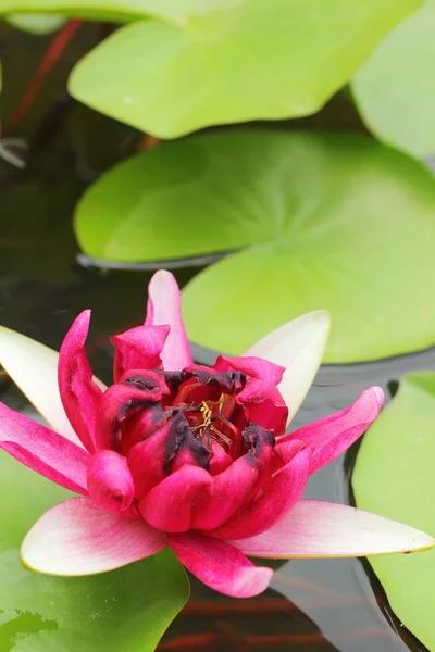 Flores de lótus rosa na natureza — Fotografia de Stock