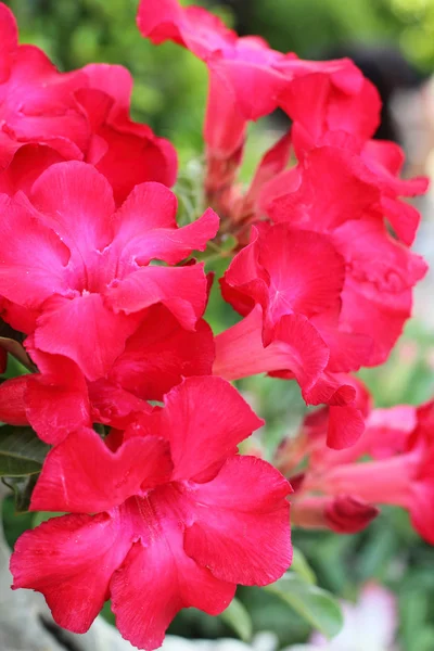 Close up of raindrops on pink impala lily — Stock Photo, Image