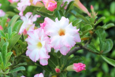 Yağmur damlaları üzerine beyaz, Impala lily, yakın çekim