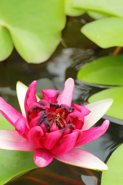 Fleurs de lotus rose dans la nature — Photo