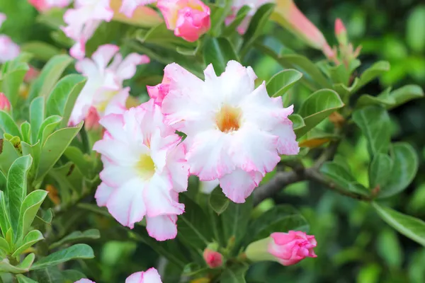 Close up van regendruppels op witte impala lily — Stockfoto