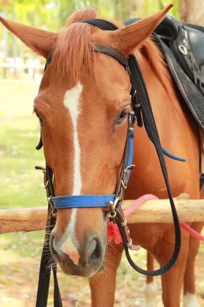 Cavalo de rosto na fazenda — Fotografia de Stock