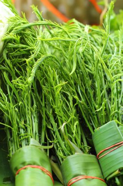 Akasya pennata Tay taze Pazar