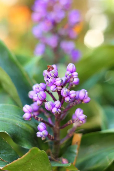 Flores púrpuras en la naturaleza —  Fotos de Stock