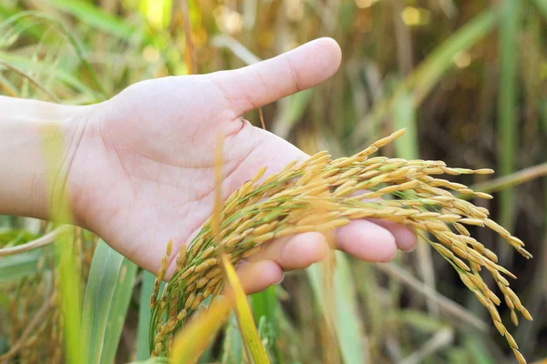 Campo de arroz dourado na mão — Fotografia de Stock