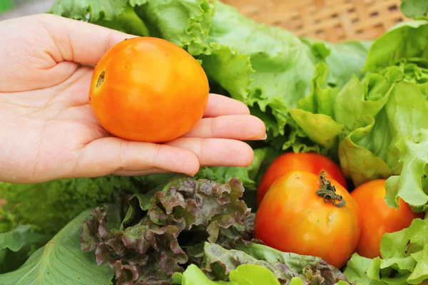 Grönsaker sallad och tomat i hand — Stockfoto