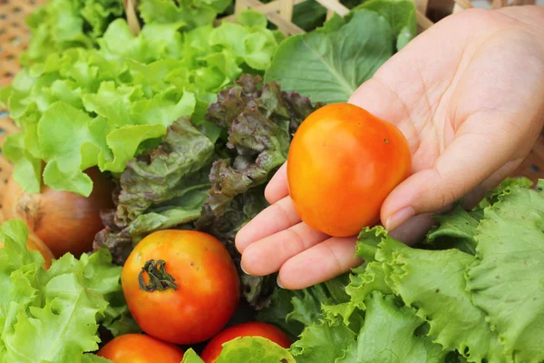 Gemüsesalat und Tomaten im Korb — Stockfoto