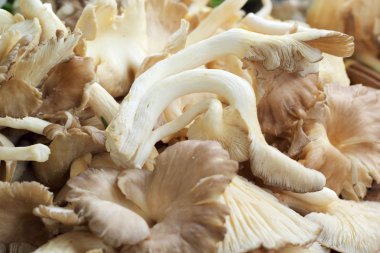 Pazarda taze mantarlar