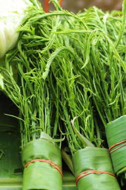 Akasya pennata Tay taze Pazar