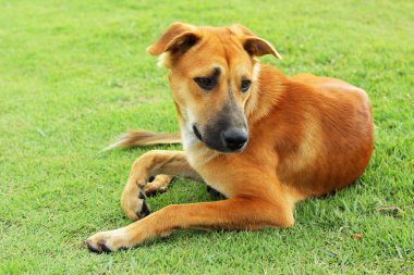 Yeşil çimenlerin üzerinde kahverengi köpek.