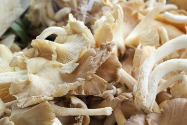 Pazarda taze mantarlar