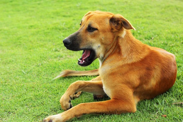 Perro marrón en la hierba verde . —  Fotos de Stock