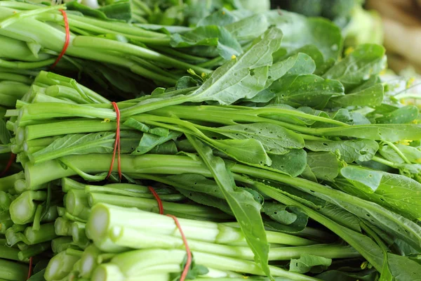 Kinesisk kål grönsaker (brassica chinensis) — Stockfoto