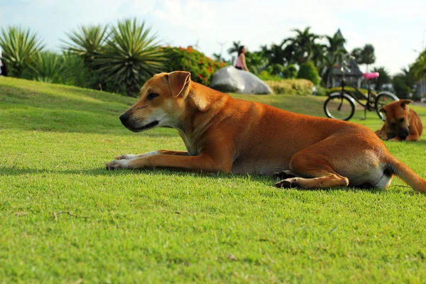 Коричневая собака на зеленой траве . — стоковое фото
