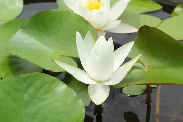 Weiße Lotusblüten in der Natur — Stockfoto