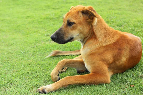 Perro marrón en la hierba verde . —  Fotos de Stock