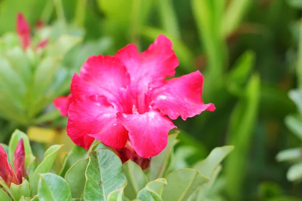 Close up van regendruppels op roze impala lily — Stockfoto