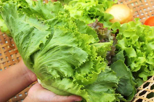 Fresh green vegetables salad in hand. — Stock Photo, Image