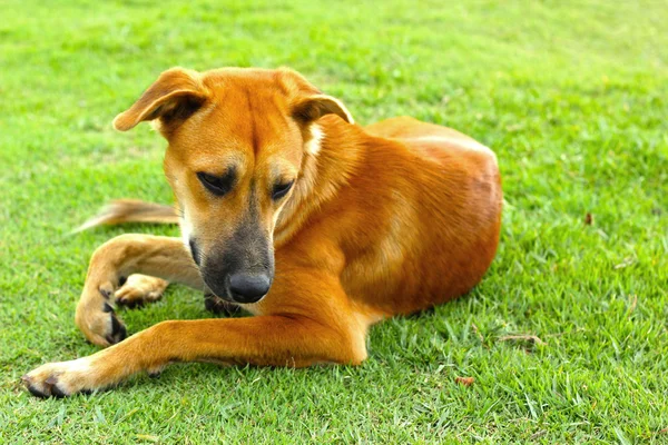 Perro marrón en la hierba verde . —  Fotos de Stock