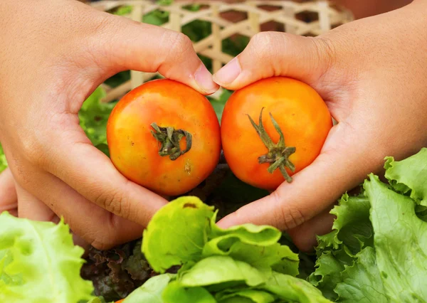 蔬菜沙拉和西红柿在篮子里 — 图库照片