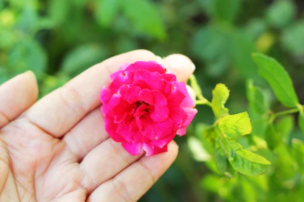 Rosa roja en la mano — Foto de Stock