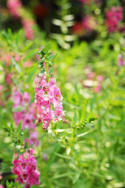 Roze bloem in de natuur — Stockfoto