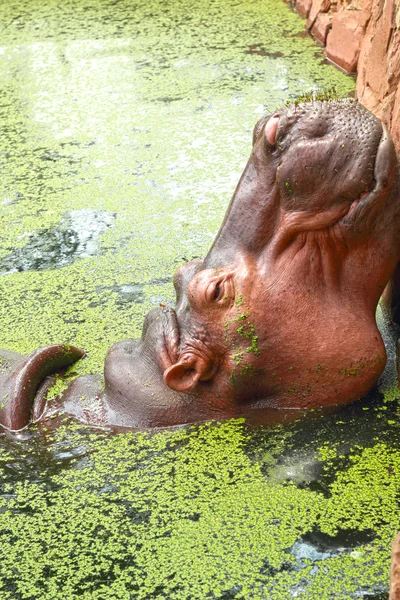 Portret hipopotam w naturze — Zdjęcie stockowe