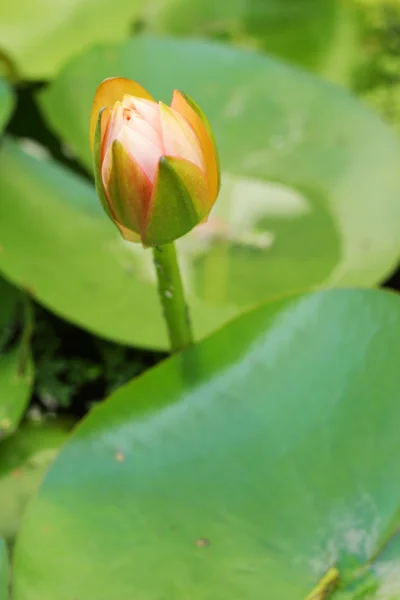 Lotus orange i naturen — Stockfoto