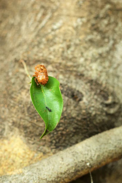 Guscio Cicada sull'albero — Foto Stock
